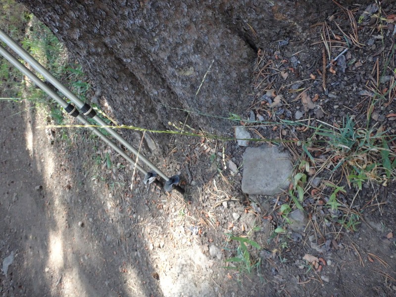 Bolander's Bluegrass photo 4