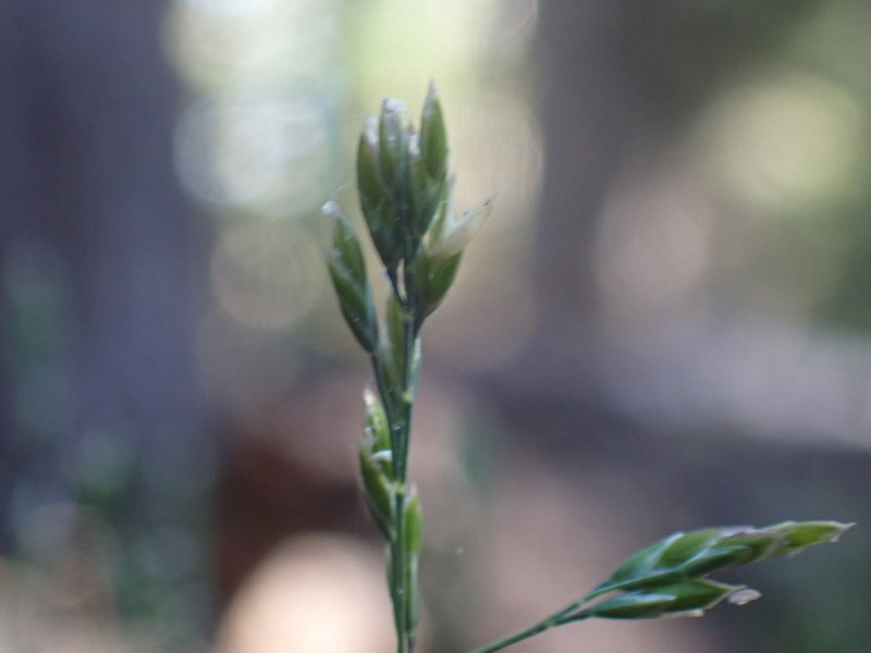 Bolander's Bluegrass photo 8