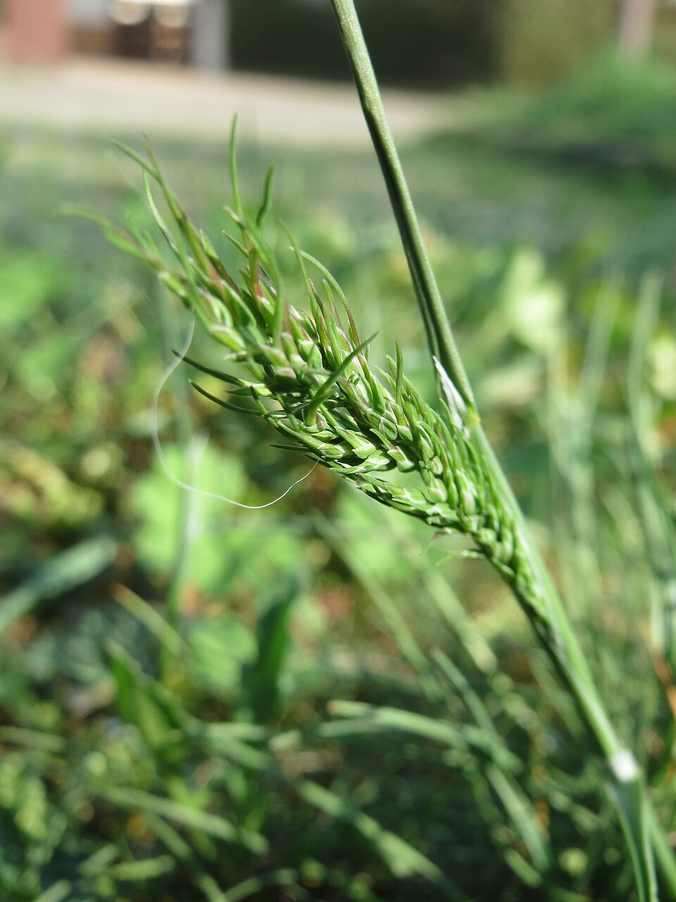 Bulbous Bluegrass photo 6