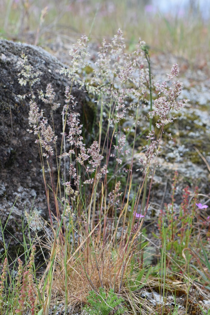 Bulbous Bluegrass photo 4