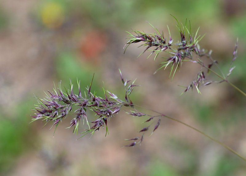 Bulbous Bluegrass photo 7