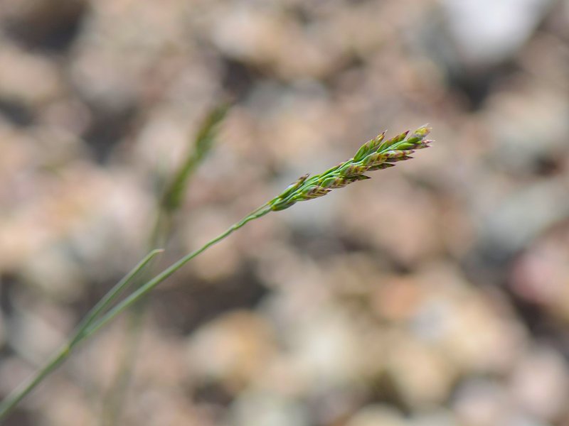 Poa cenisia