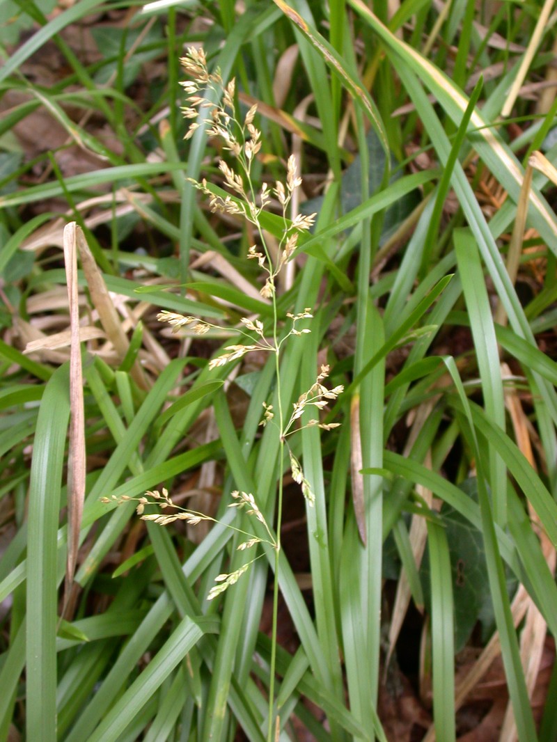 Broadleaf Bluegrass photo 5