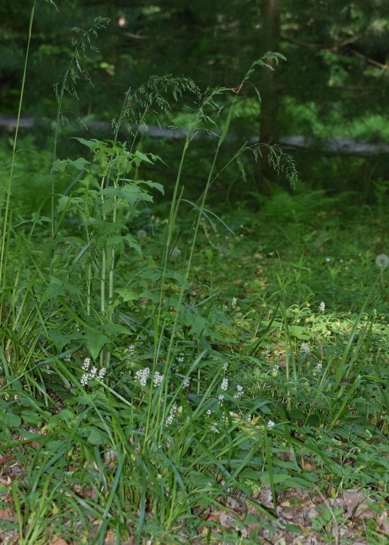 Broadleaf Bluegrass photo 2