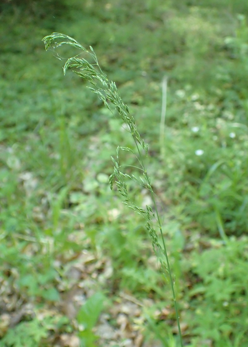 Broadleaf Bluegrass photo 3