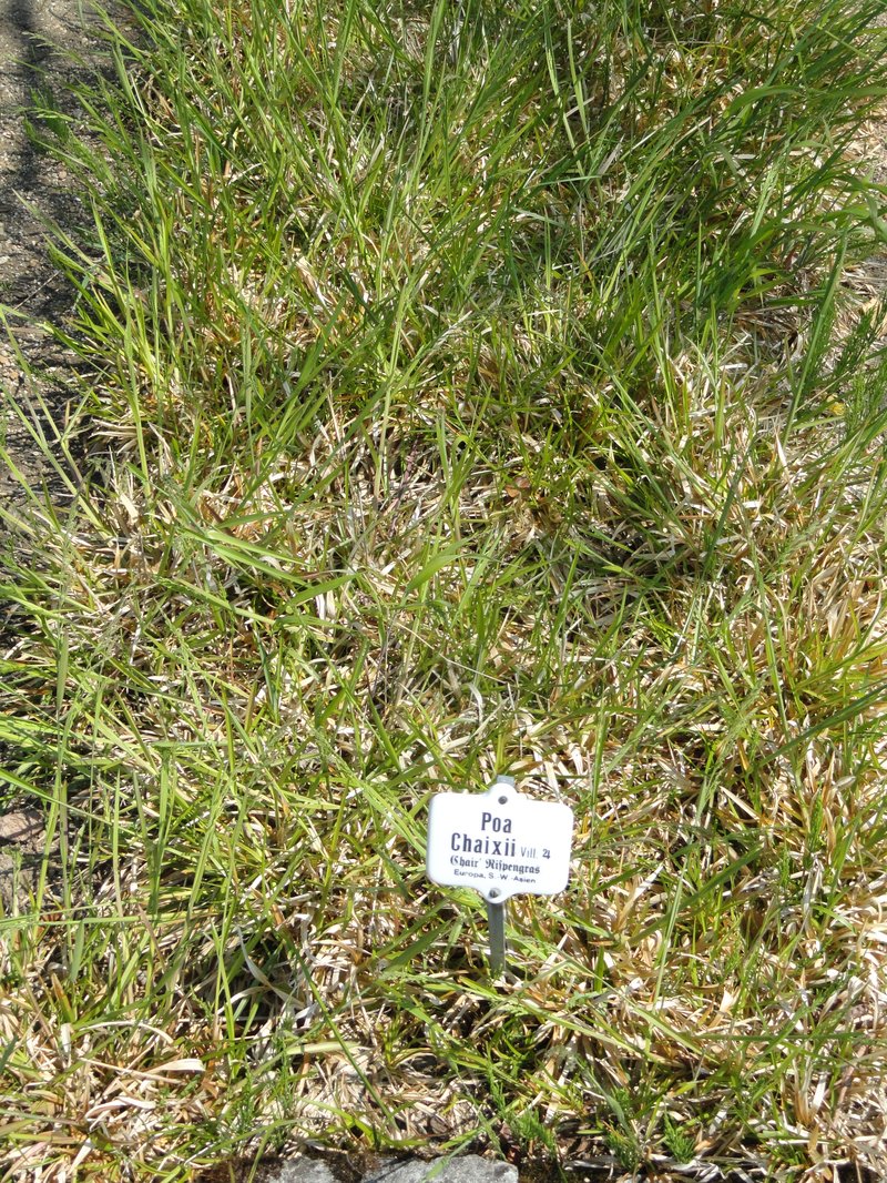 Broadleaf Bluegrass photo 6