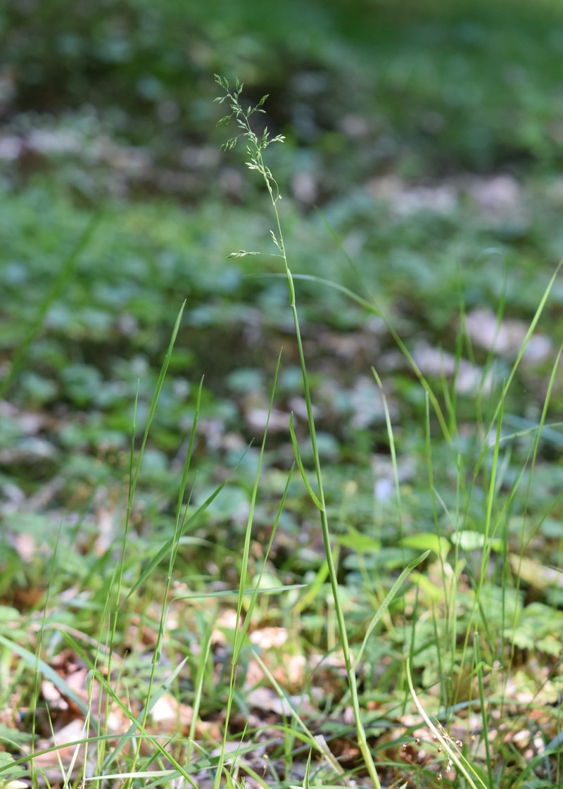 Broadleaf Bluegrass photo 7