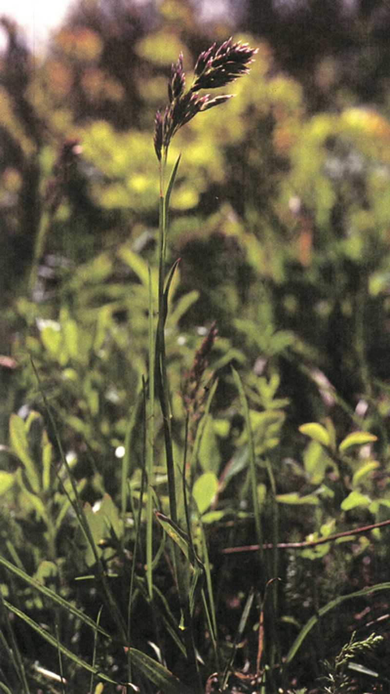 Chambers' Bluegrass photo 2
