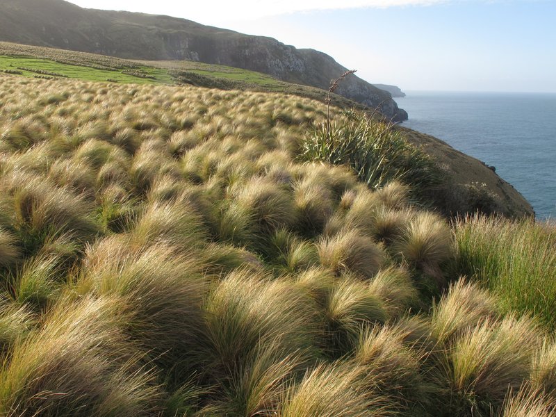 Silver Tussock