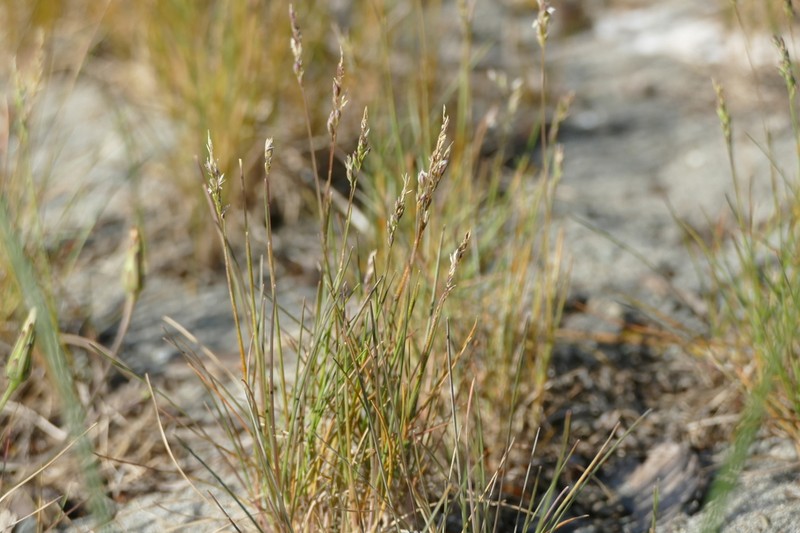 Coastline Bluegrass photo 3
