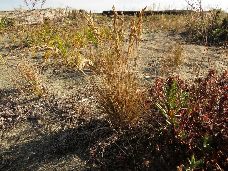 Coastline Bluegrass photo 5