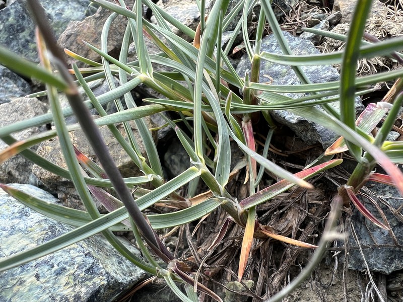 Little Mountain Bluegrass