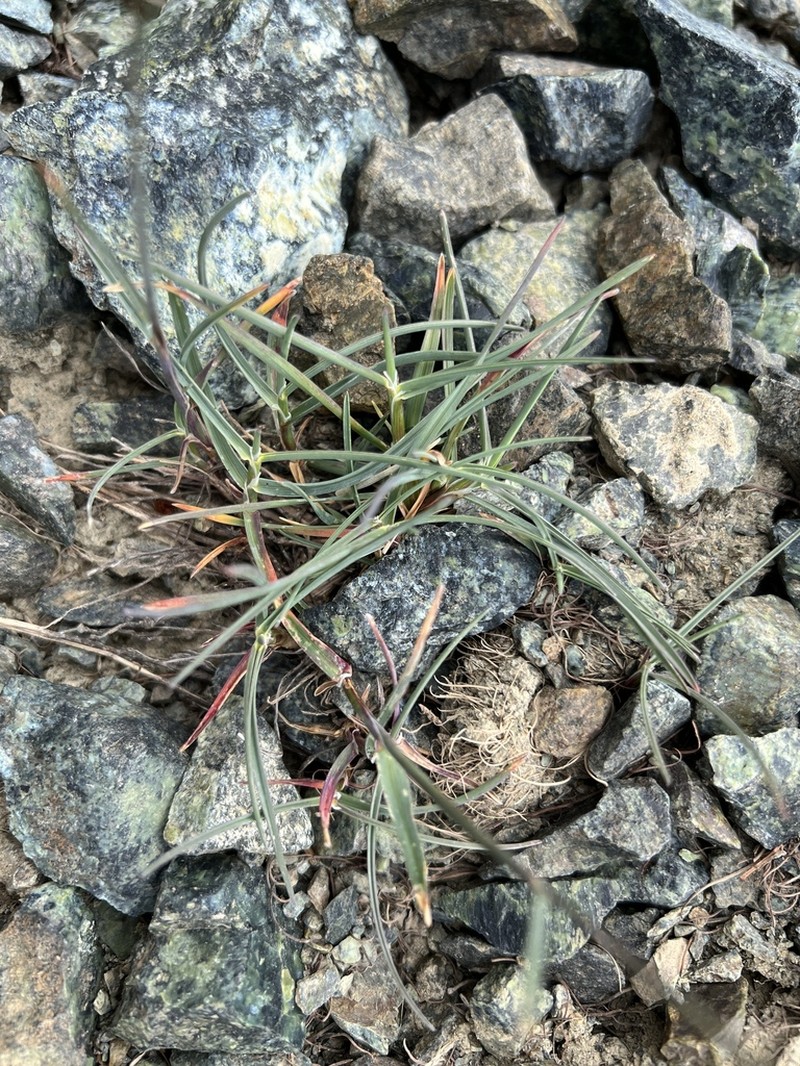 Little Mountain Bluegrass photo 3