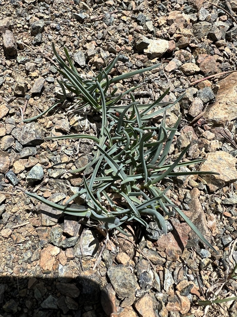 Little Mountain Bluegrass photo 4