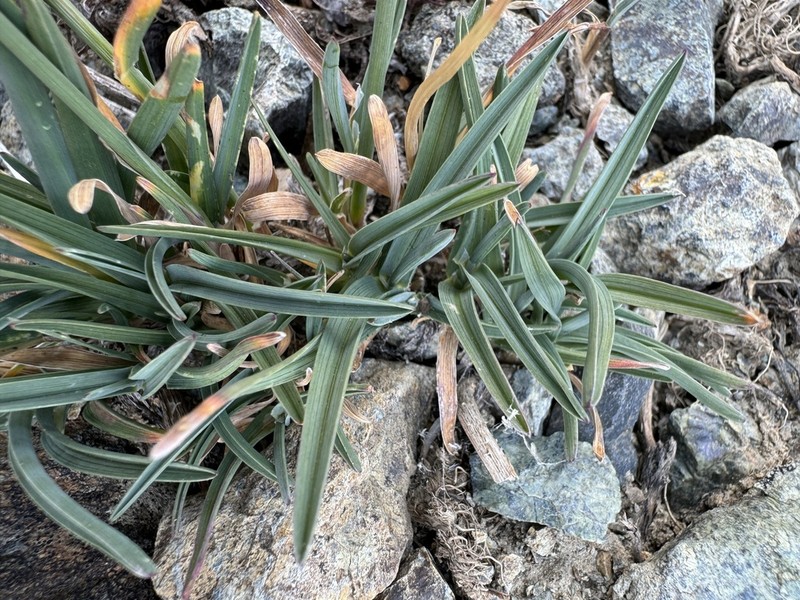 Little Mountain Bluegrass photo 7