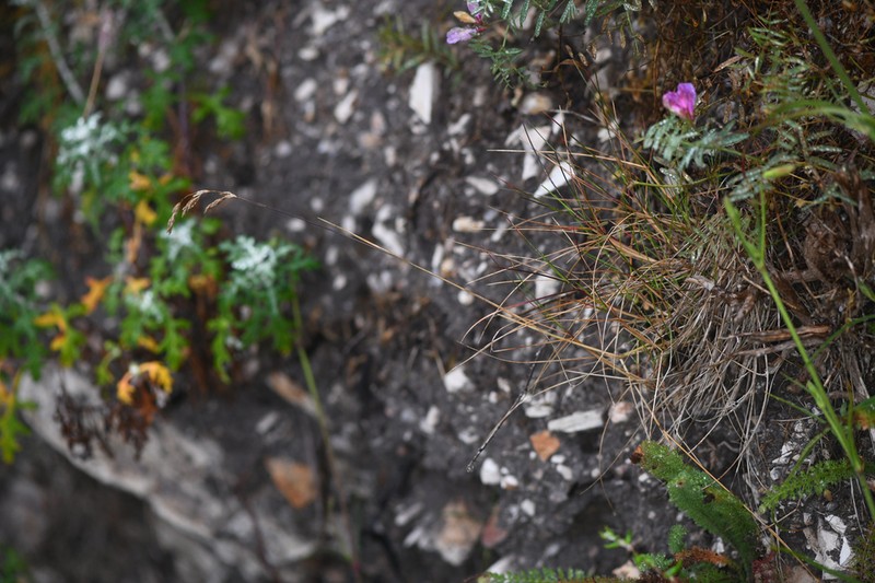 Poa diaboli