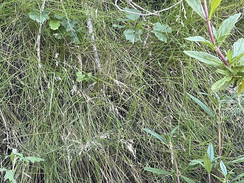 Poa diaboli photo 2