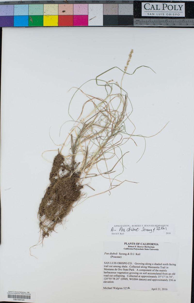 Poa diaboli photo 5
