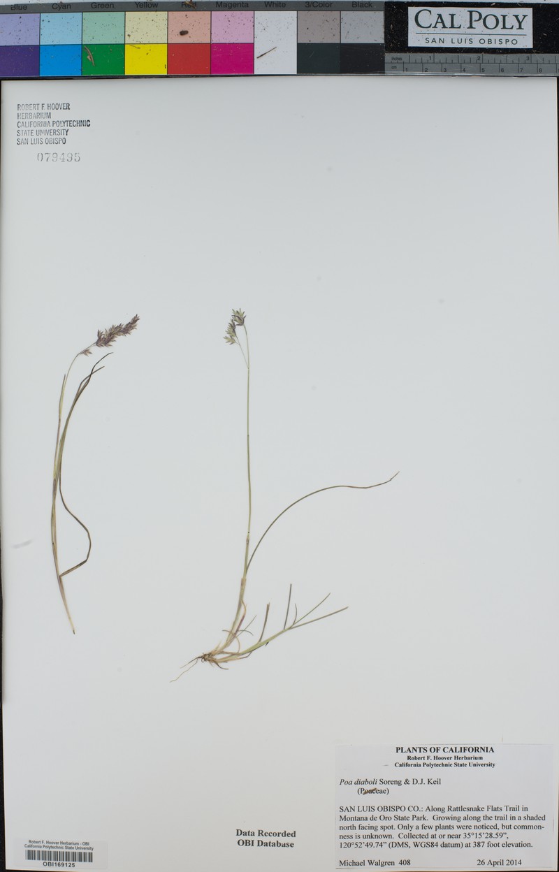 Poa diaboli photo 6
