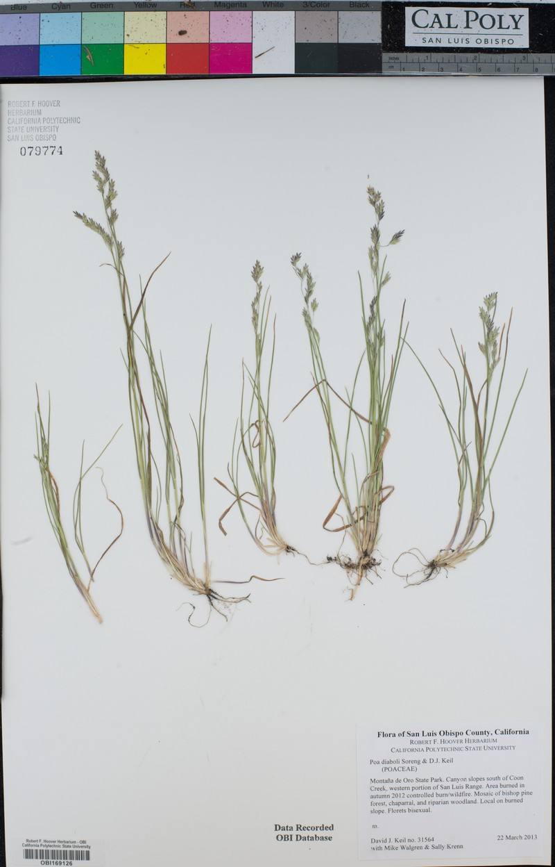 Poa diaboli photo 7
