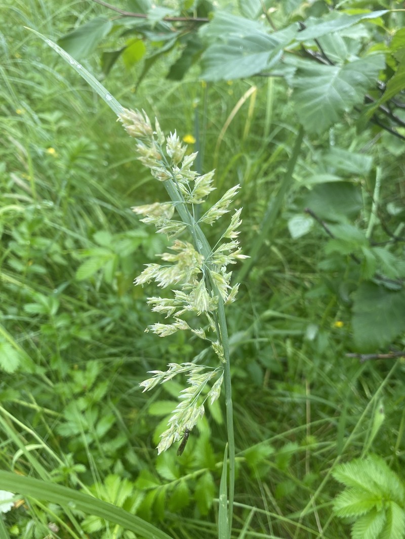 Largeflower Speargrass