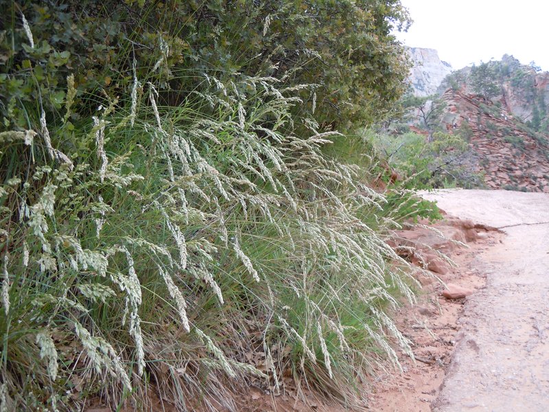 Muttongrass