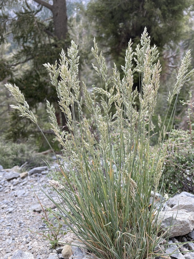 Muttongrass photo 2