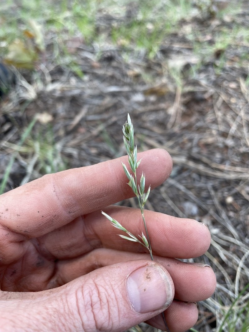 Muttongrass photo 3