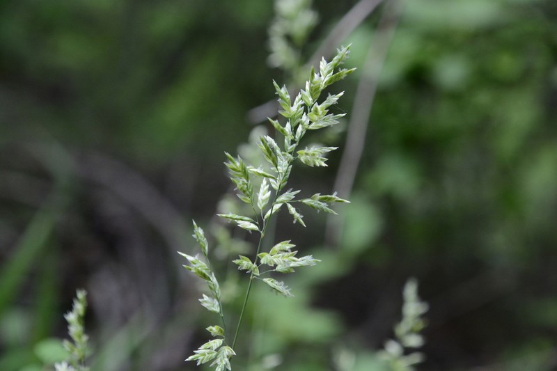 Muttongrass photo 4