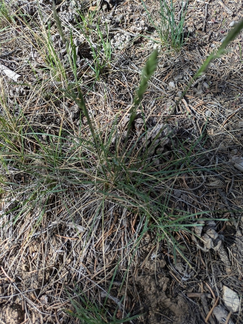 Muttongrass photo 5