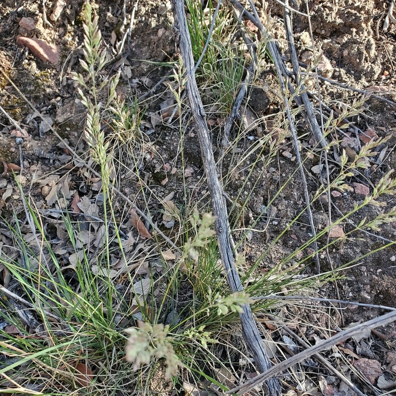 Muttongrass photo 6