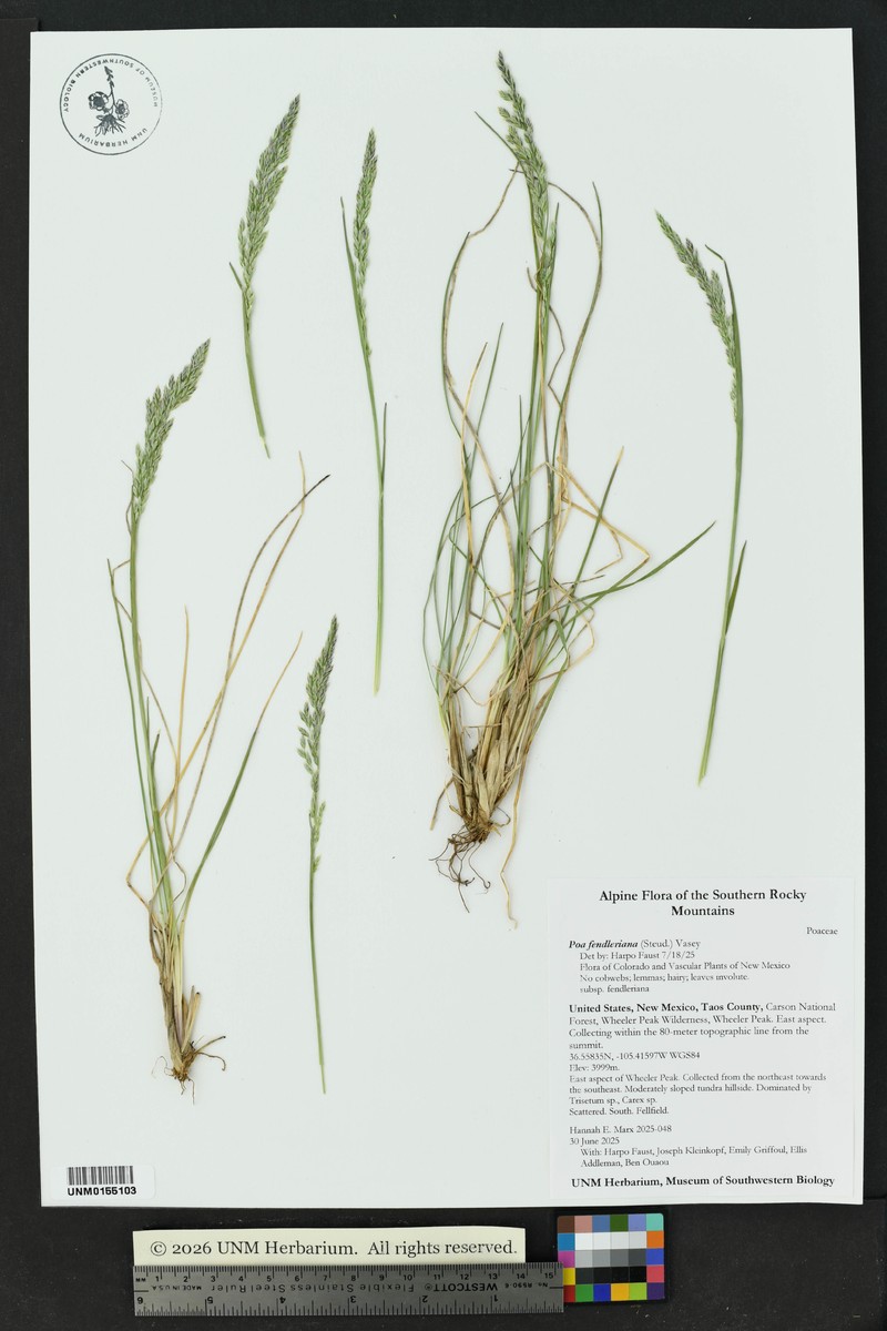 Poa fendleriana subsp. fendleriana