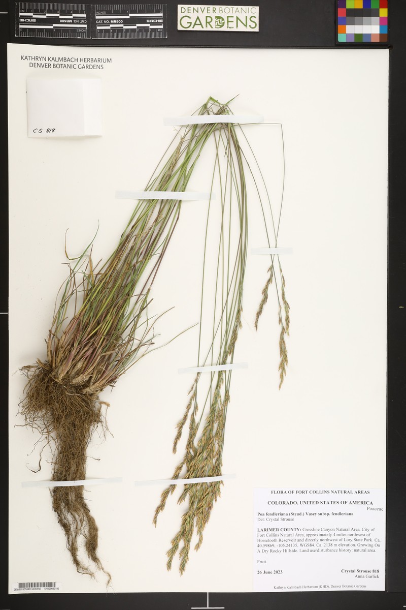 Poa fendleriana subsp. fendleriana photo 2