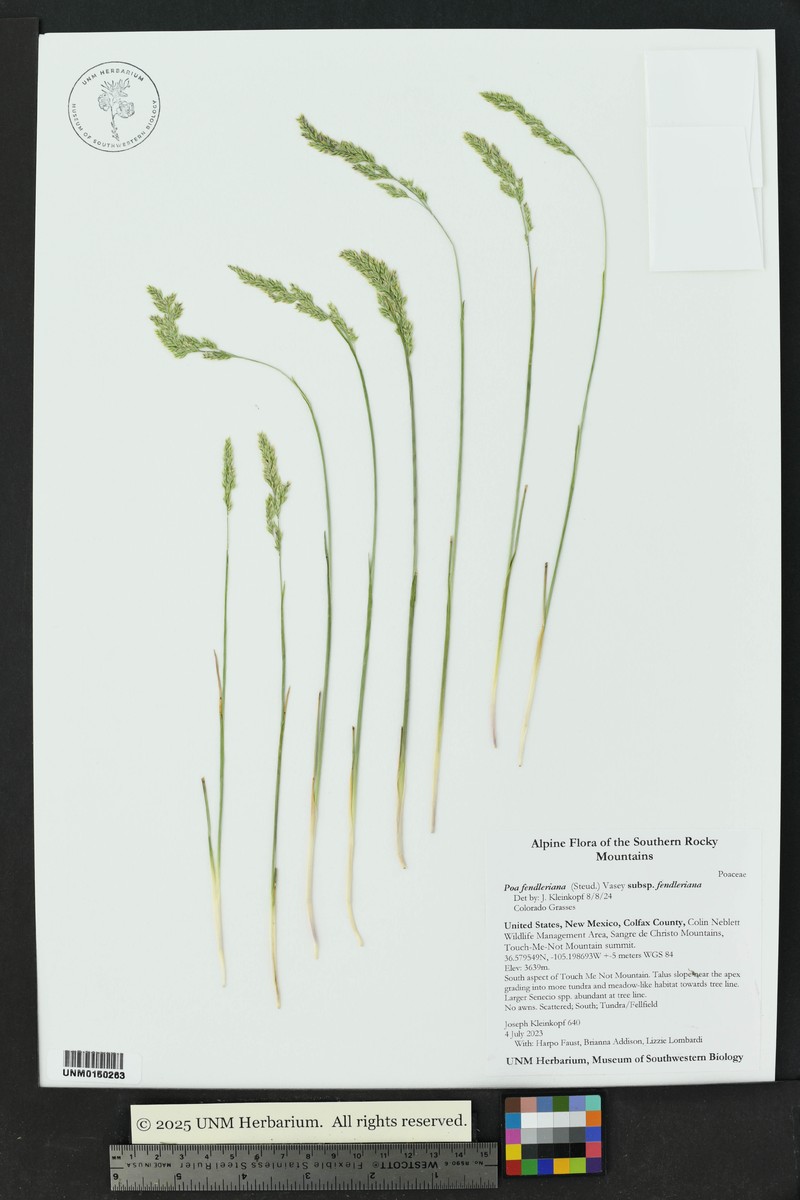 Poa fendleriana subsp. fendleriana photo 3