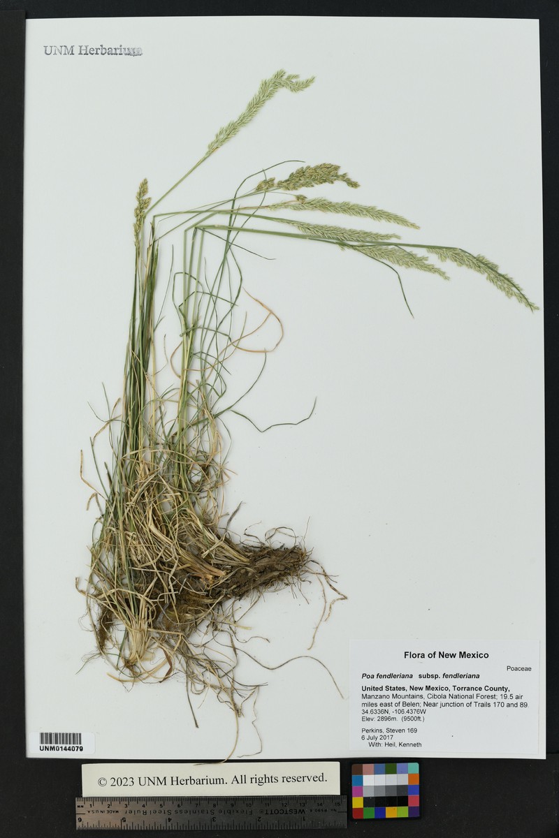 Poa fendleriana subsp. fendleriana photo 4