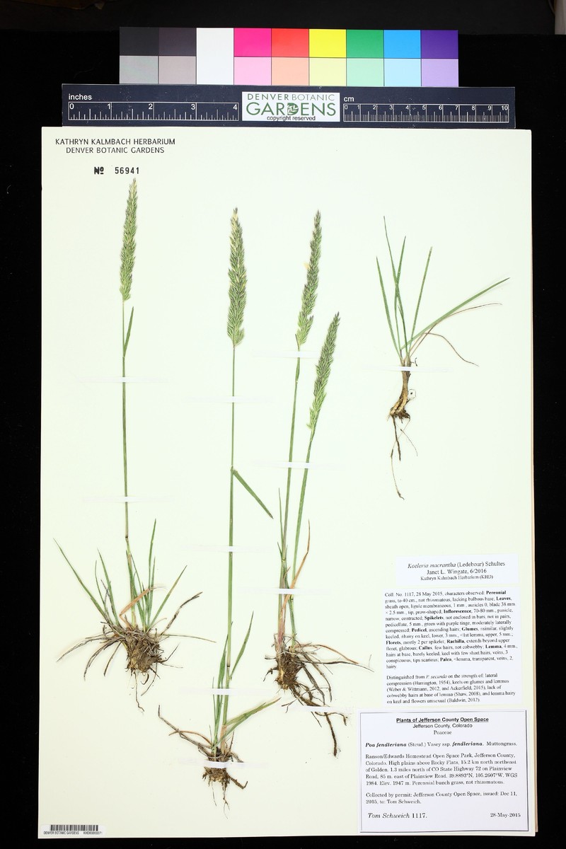 Poa fendleriana subsp. fendleriana photo 5