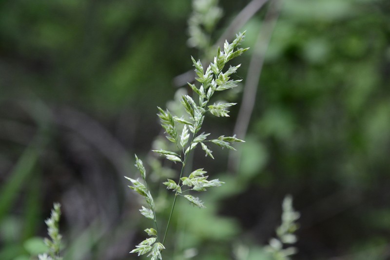 Poa fendleriana subsp. longiligula