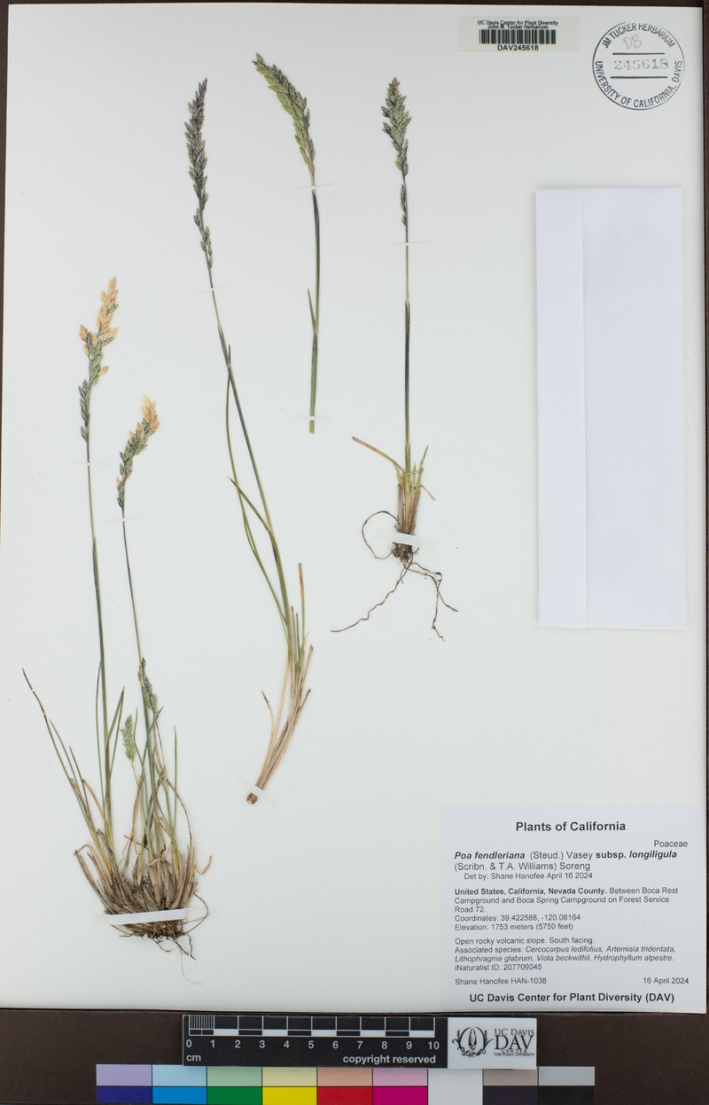 Poa fendleriana subsp. longiligula photo 3