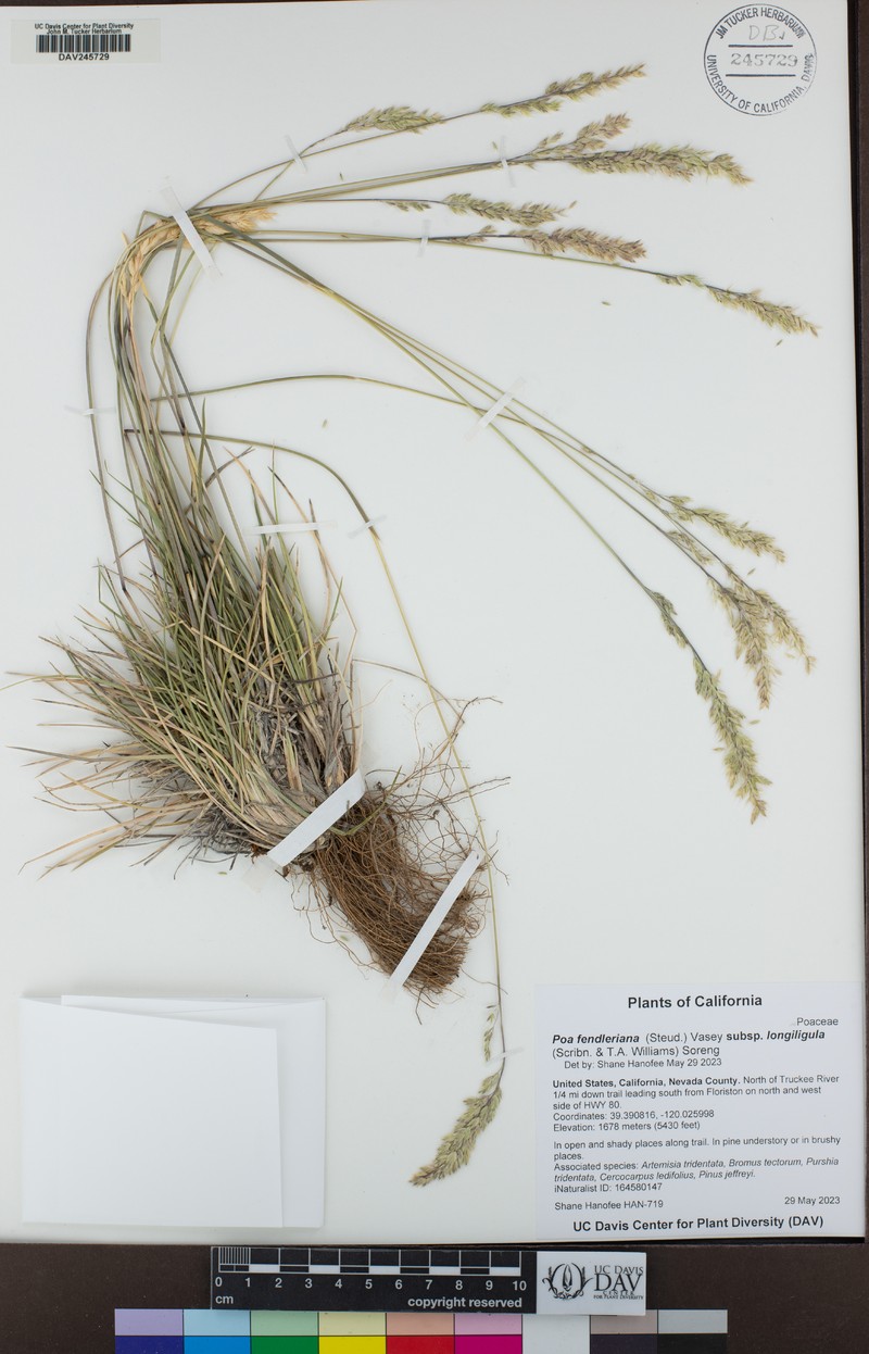 Poa fendleriana subsp. longiligula photo 4