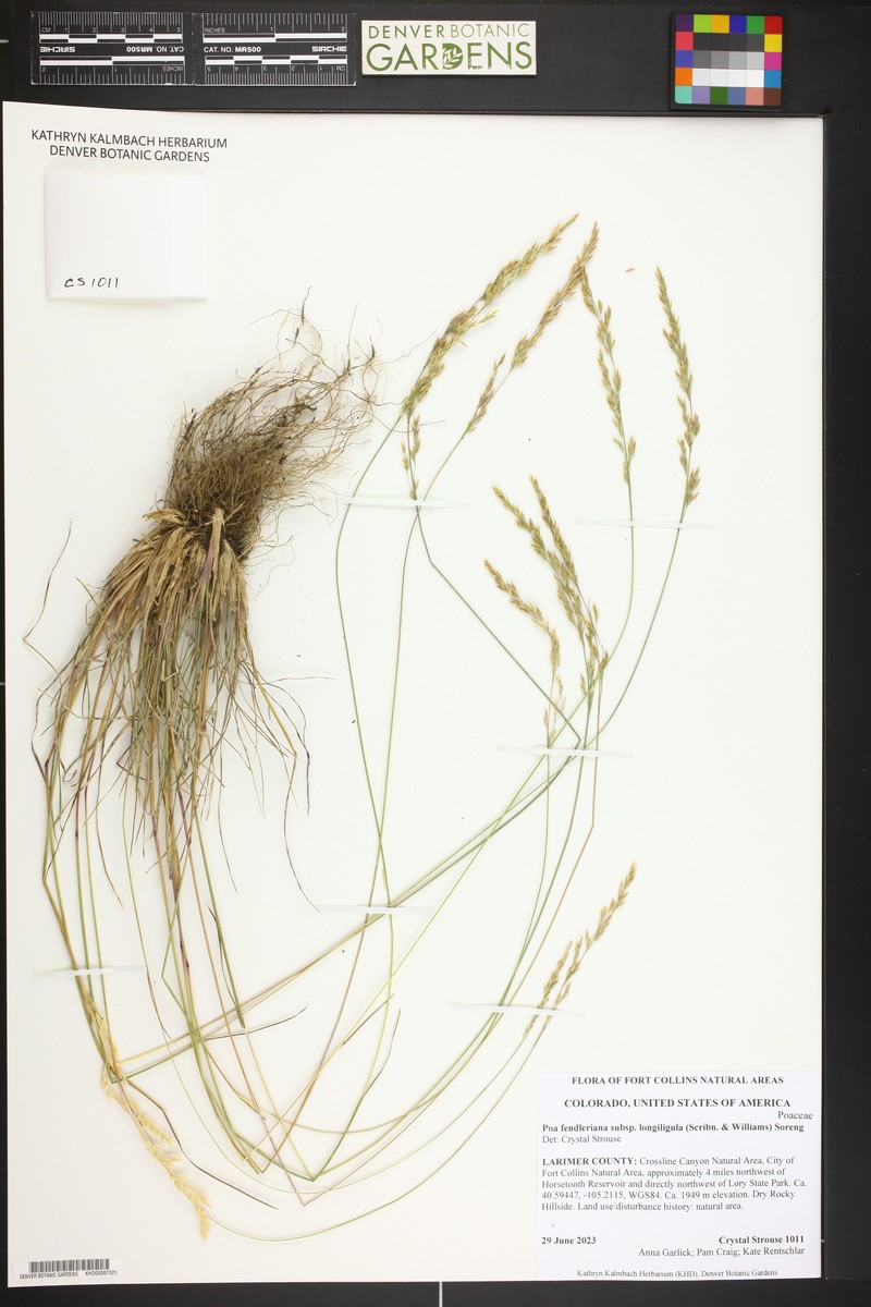 Poa fendleriana subsp. longiligula photo 5