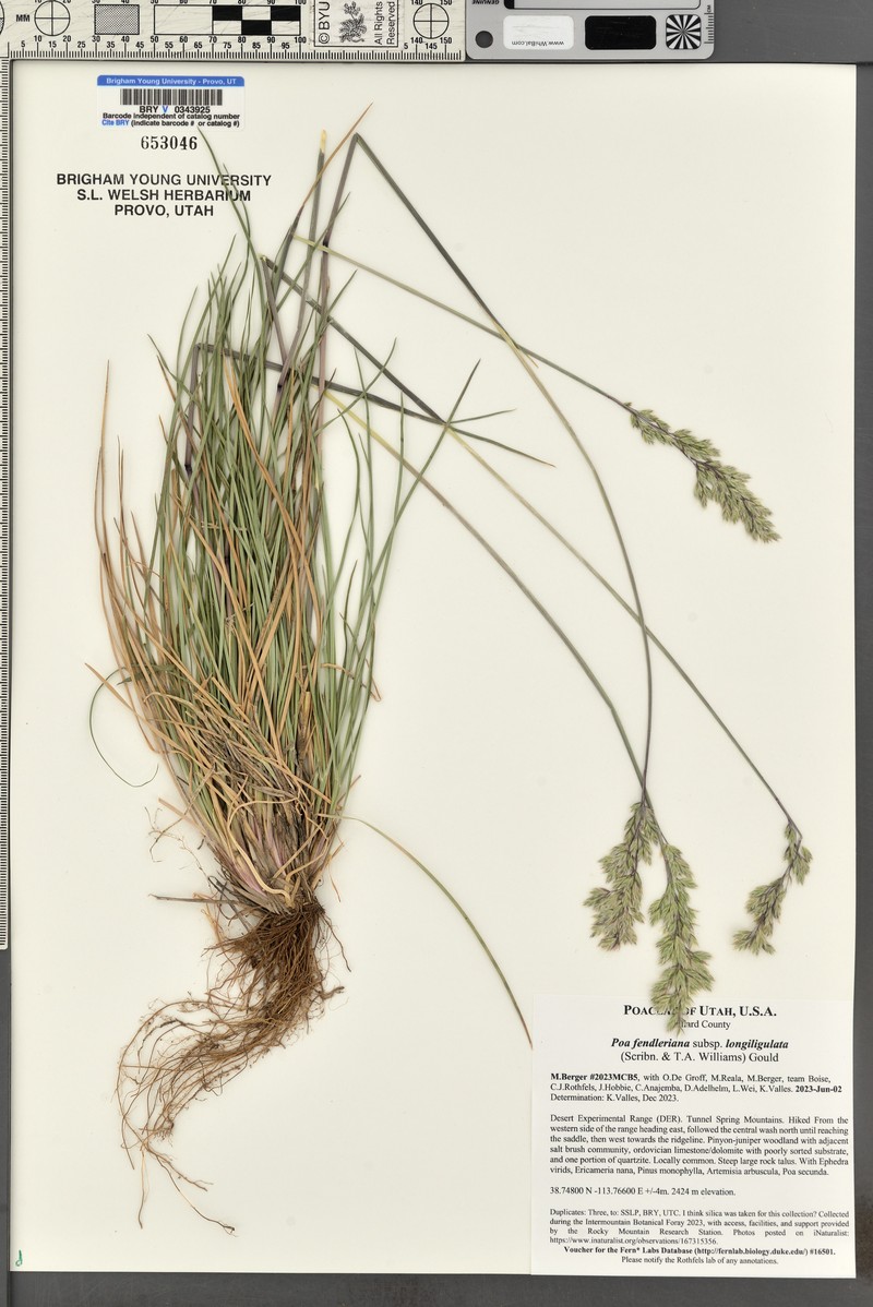 Poa fendleriana subsp. longiligula photo 6