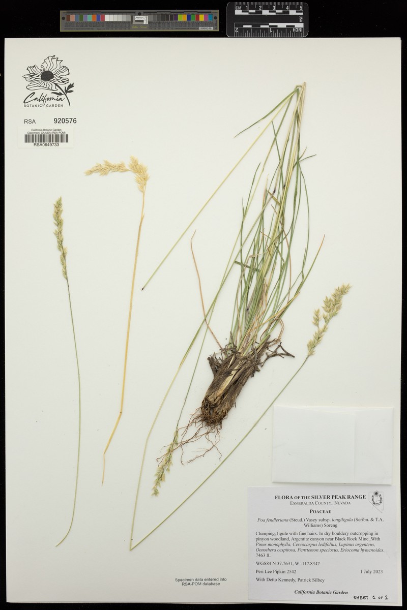 Poa fendleriana subsp. longiligula photo 8