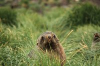 Tussock Grass