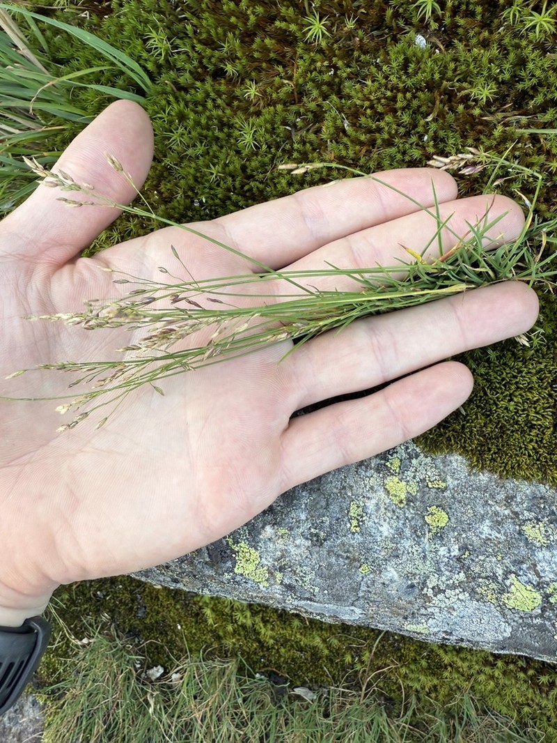 Poa flexuosa photo 2
