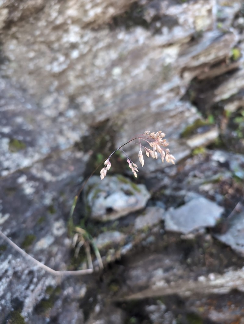 Poa flexuosa photo 3