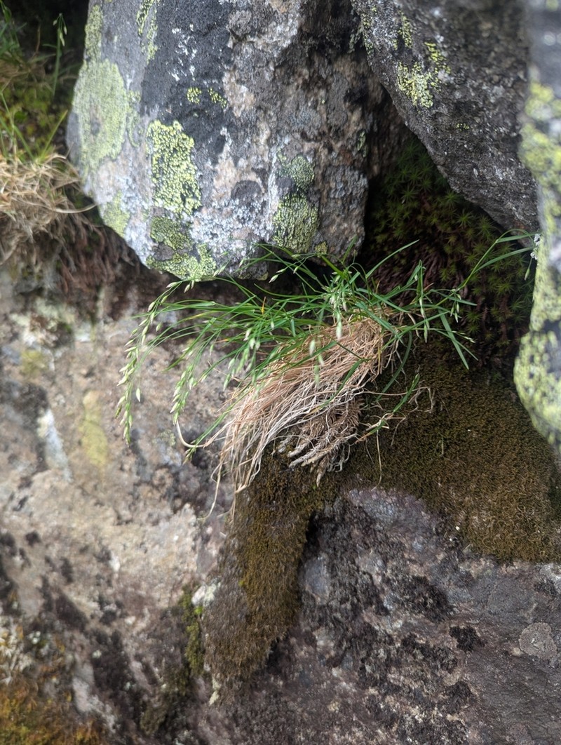 Poa flexuosa photo 4