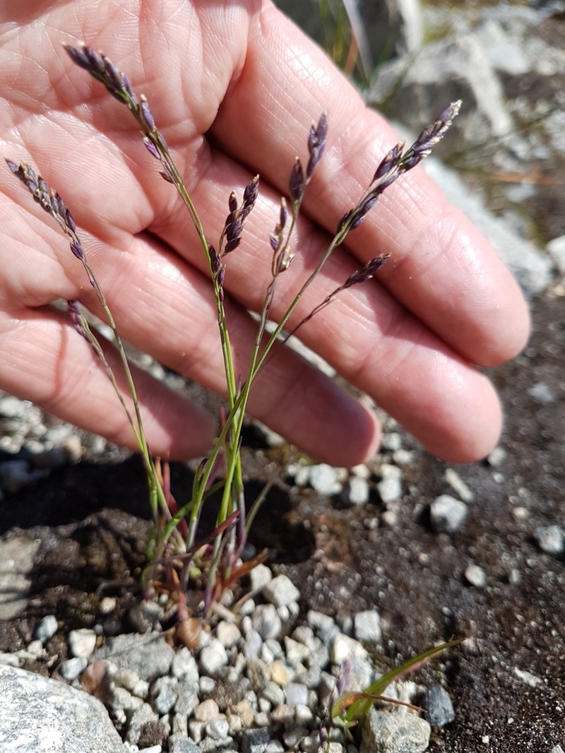 Poa flexuosa photo 5