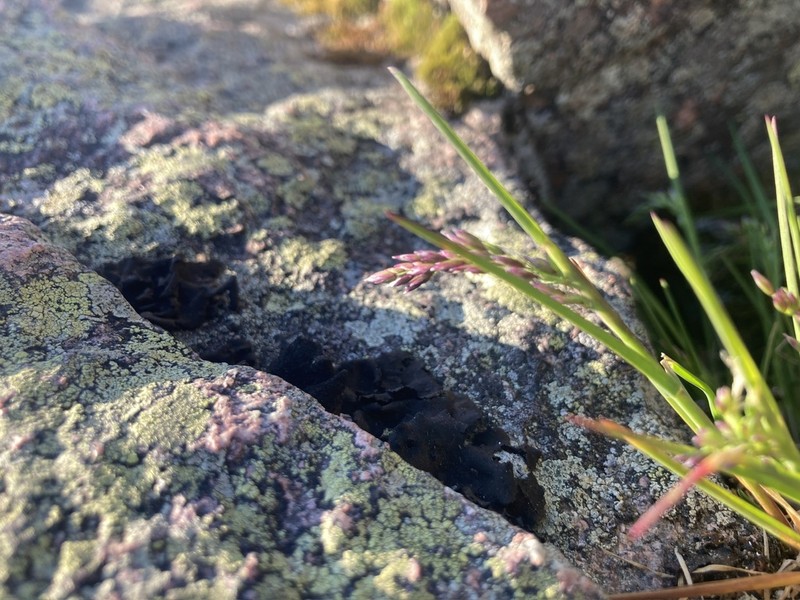Poa flexuosa photo 6
