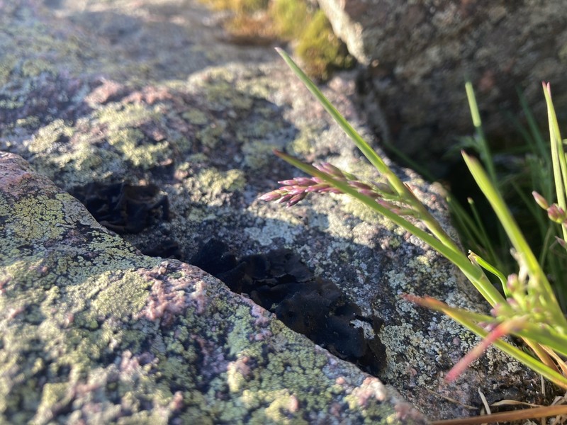Poa flexuosa subsp. fernaldiana