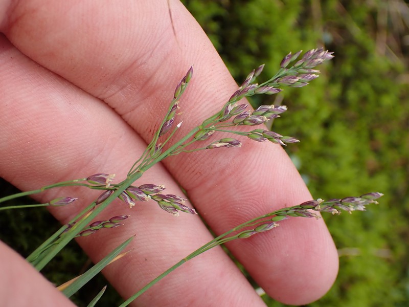 Poa flexuosa subsp. fernaldiana photo 2
